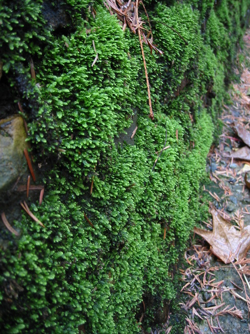 Moss covered wall