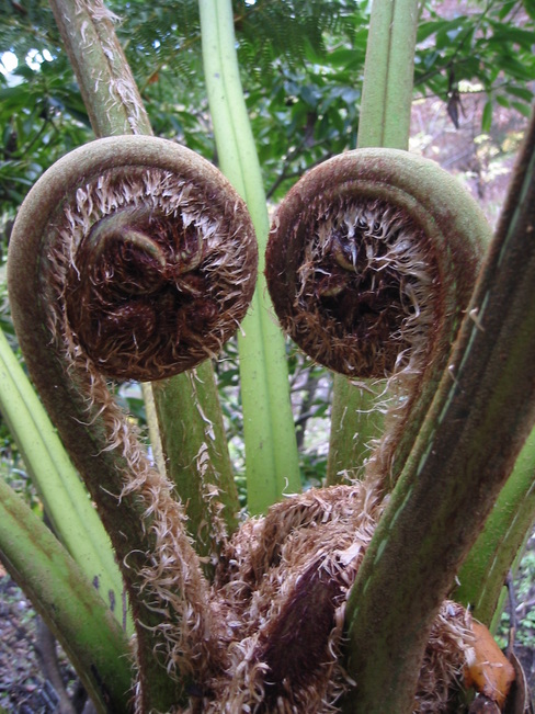 A pair of new fern fronds