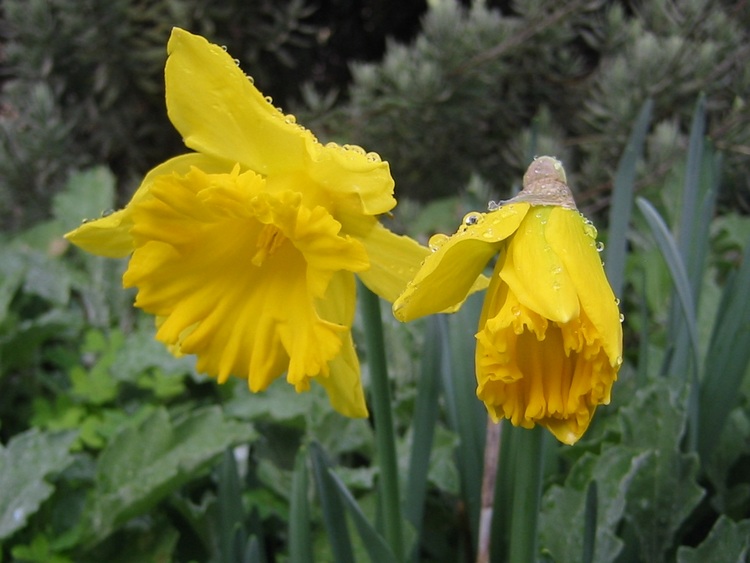 Rainy Daffodils