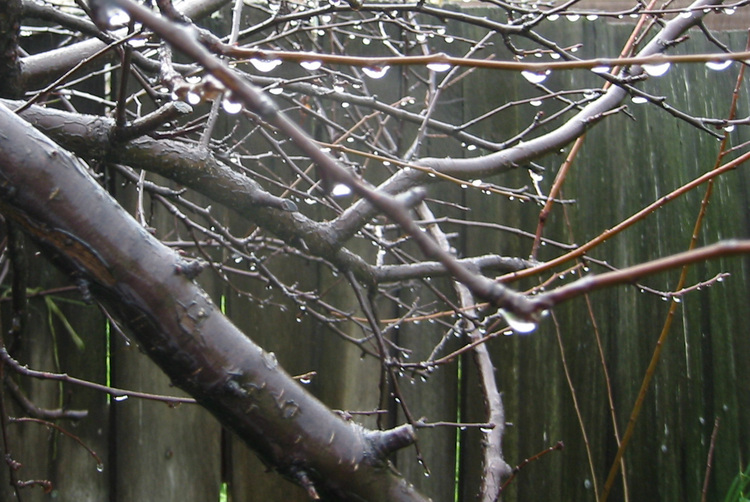 Rain drops hanging from a plum tree