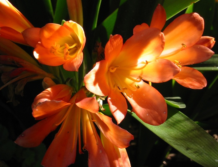 Orange Clivia flowers