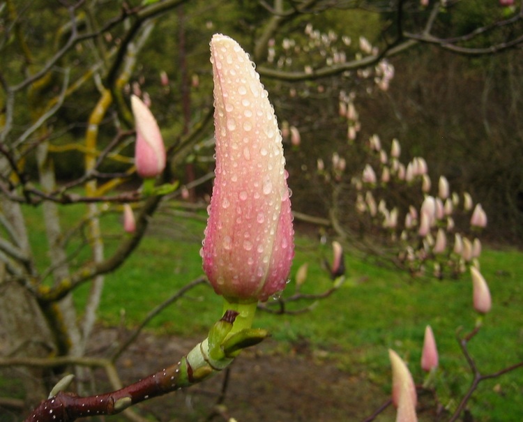 Light pink Magnolia buds