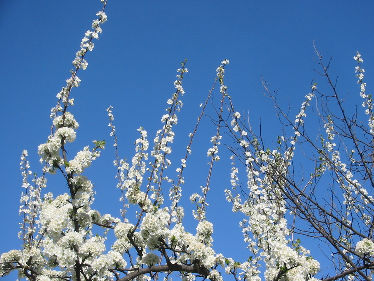 Plum blossom against blue sky