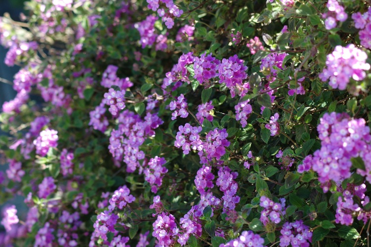 A mauve-flowered bush