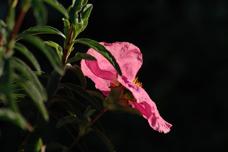 A pink Cistus flower and foliage