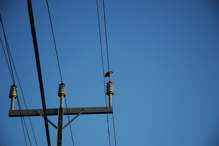 A pigeon sitting on a wire, lit by a sunset