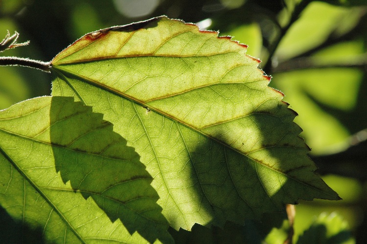 The sun shining through a leaf