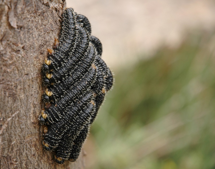 A cluster of caterpillars on a tree