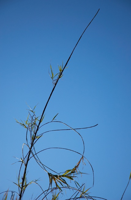 Bamboo stems against a blue sky
