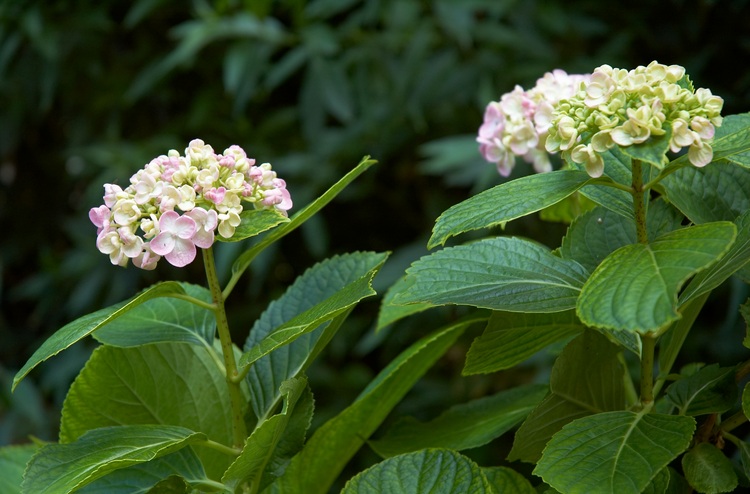 Hydrangea leaves and flowers