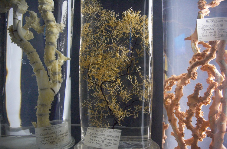 Deep sea plants, preserved in jars