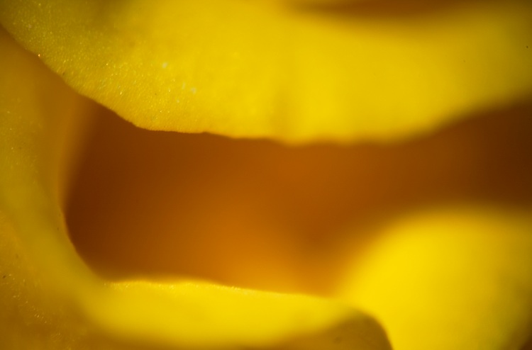 A macro photo of a marigold flower