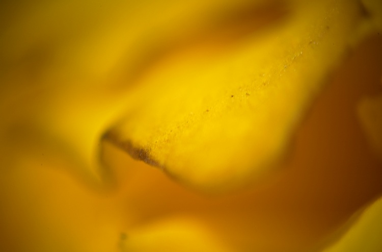 A macro photo of a marigold flower