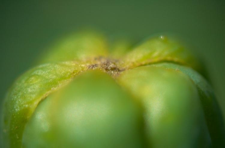 A macro photo of a marigold bud