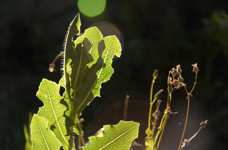 A thistle leaf backlit by the evening sun