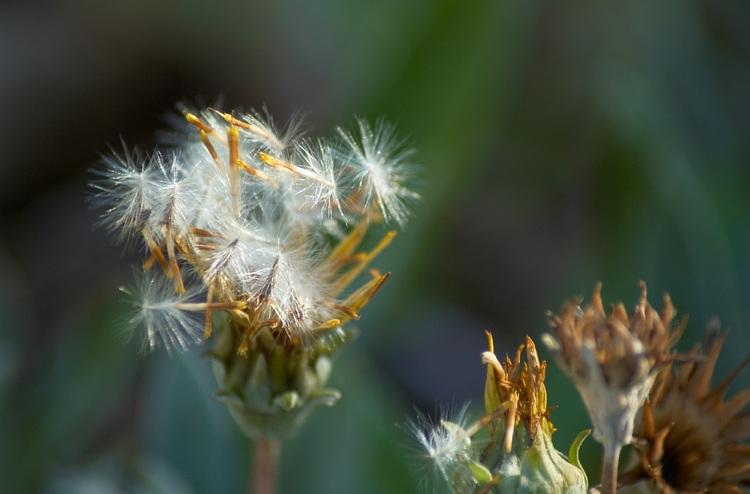 Closeup of fluffy seeds