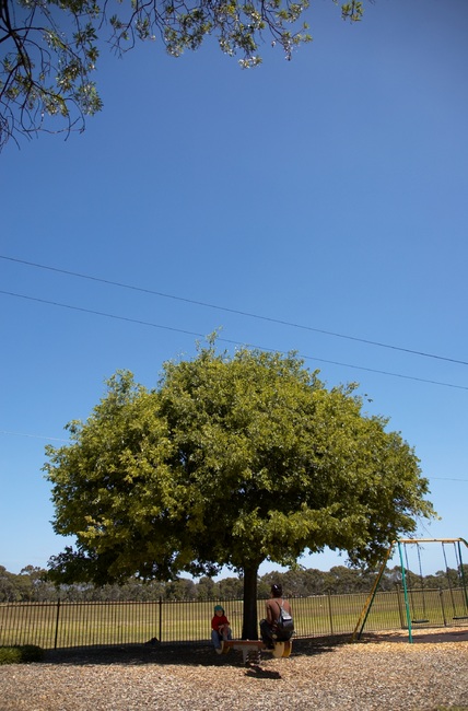 Blue sky, a tree, and a see-saw