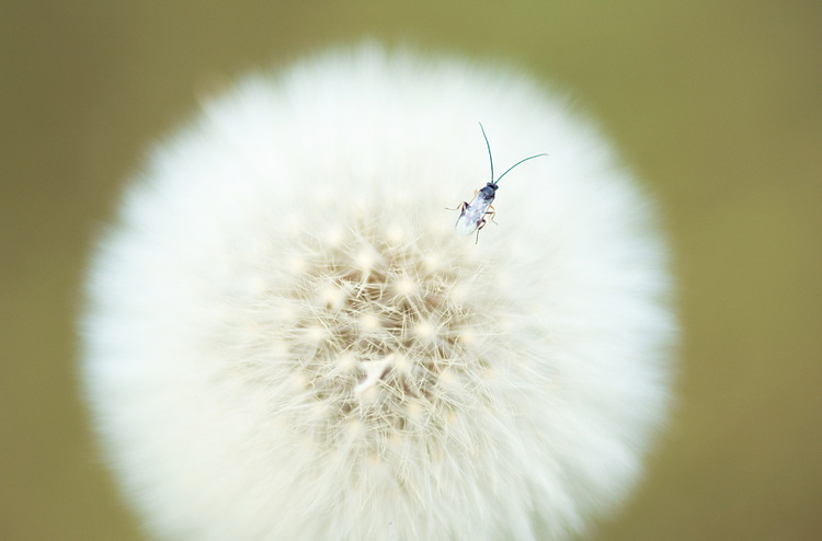 Beetle on a dandelion
