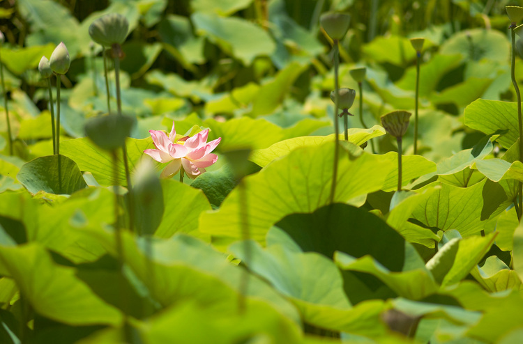 A Lotus flower among a sea of leaves and seed-pods