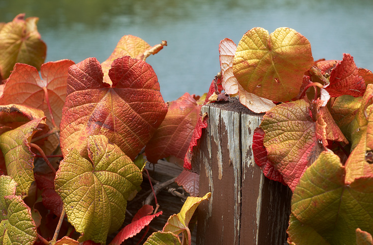 Autumn-coloured vines leaves