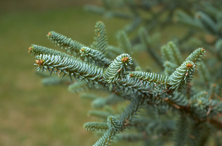 Closeup of Cedar tree needles