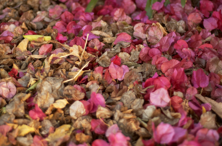 Bougainvillea bracts covering the ground
