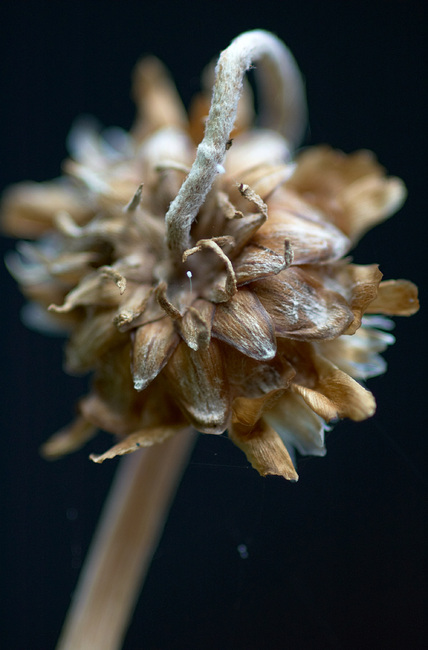An Arctotis seedhead