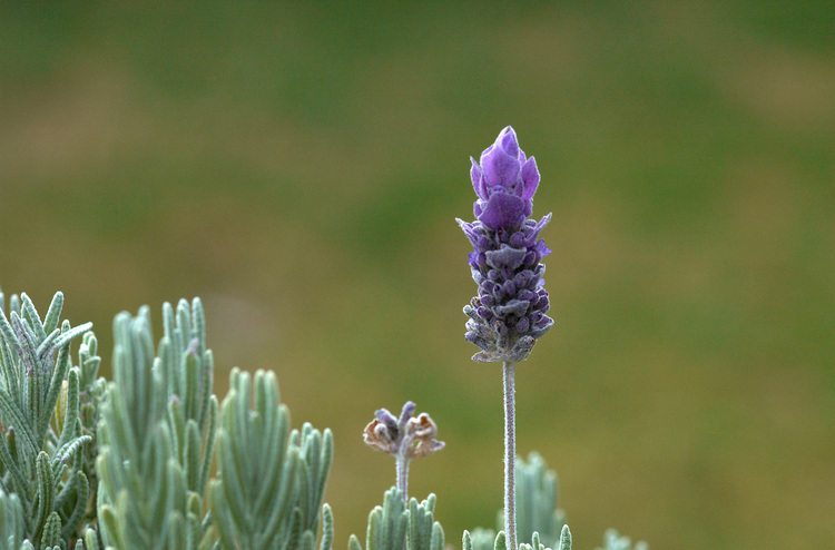 Closeup of Lavender