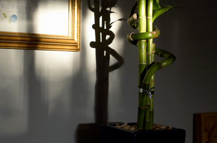 A potted bamboo plant and its shadow