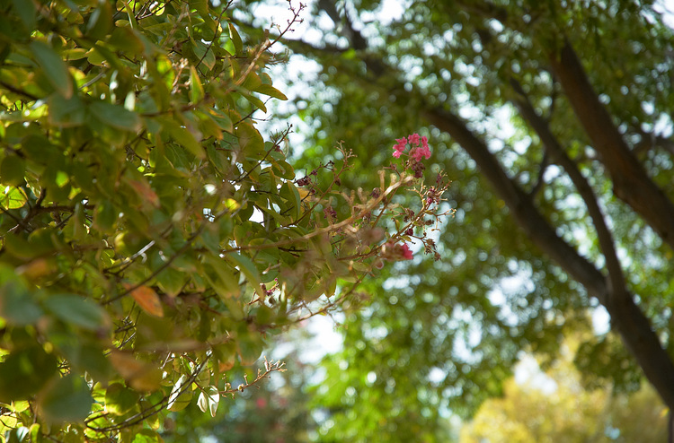 Crepe Myrtle flowers in autumn