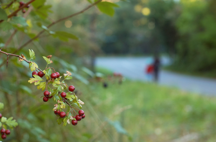 Hawthorn berries in the Adelaide Hills