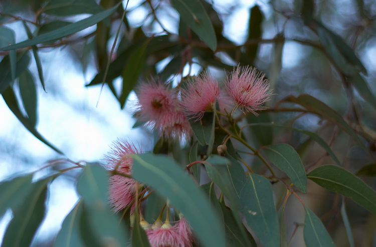 Eucalypt flowers on a tree