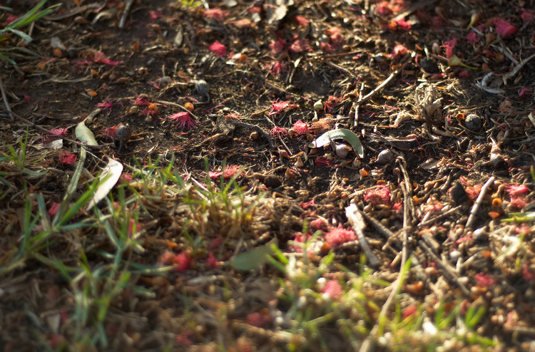 Eucalypt flowers on the ground