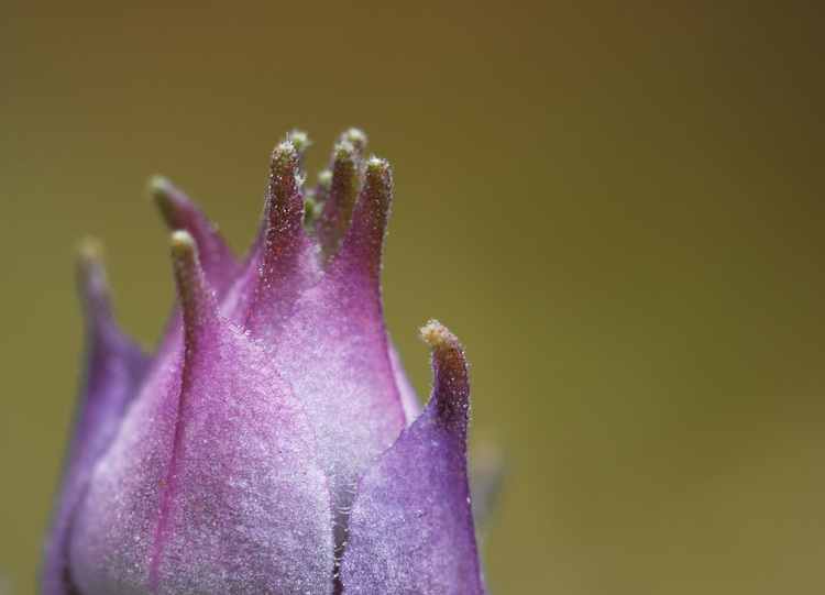 Closeup of a sage flower