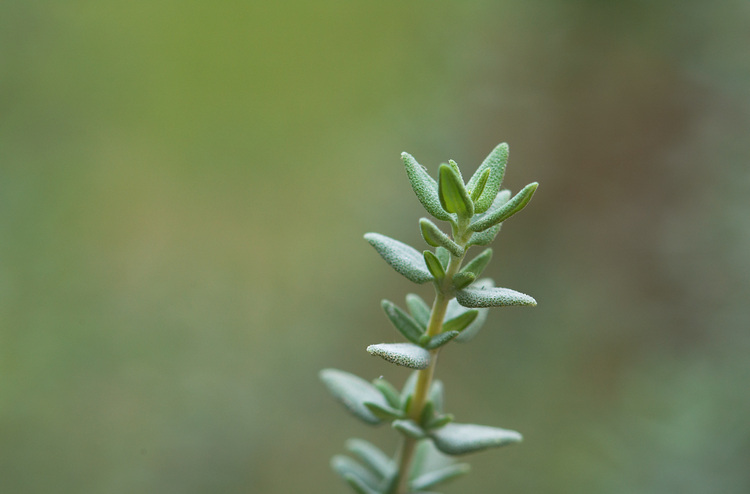 Closeup of a Thyme plant
