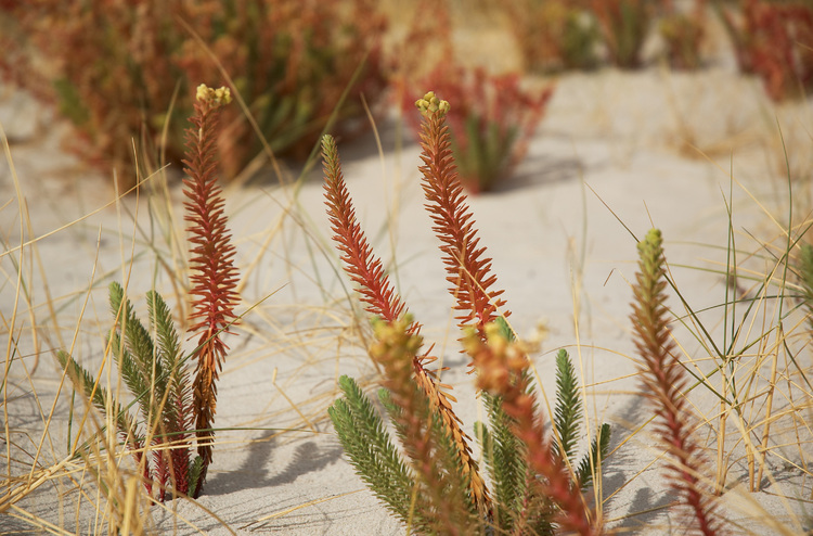 Closeup of sand dune vegetation