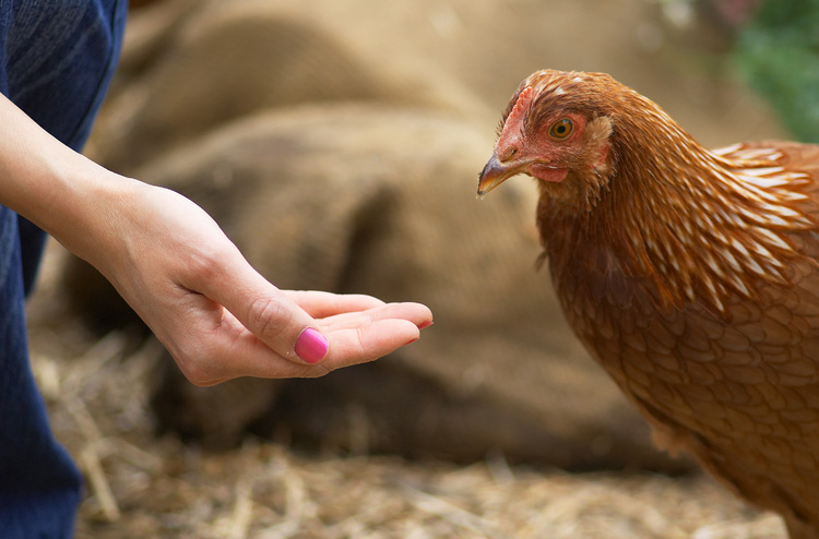 Hand feeding a hen