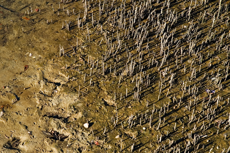 Mangrove roots poking up through mud