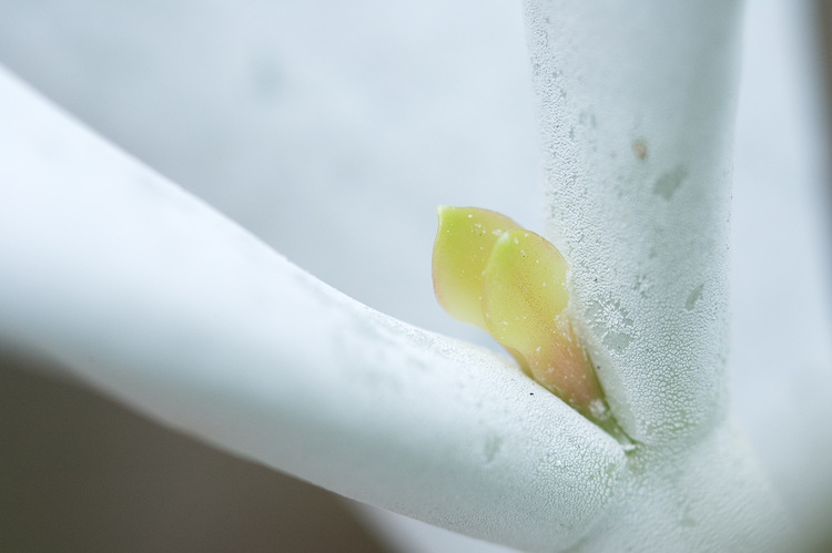 Closeup of a new growth on a white succulent plant