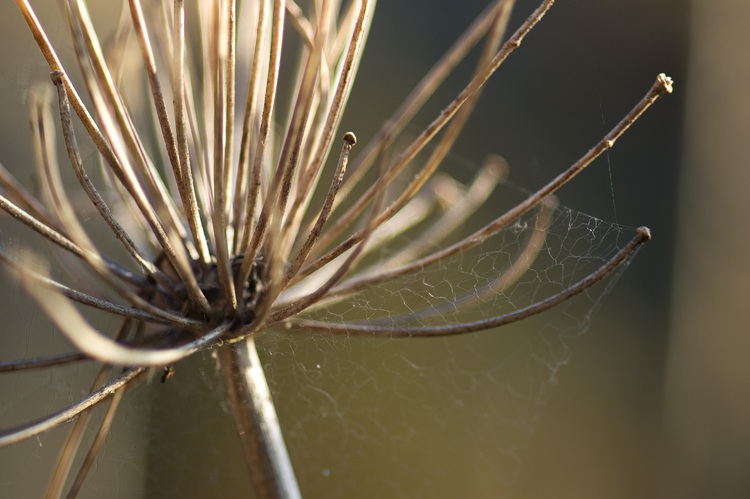 Closeup of a dried agapanthus seed-head