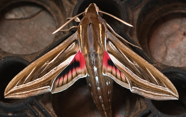 Closeup of a moth with red underwings