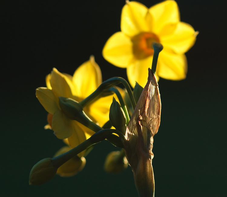 A spray of yellow jonquils, seen from behind