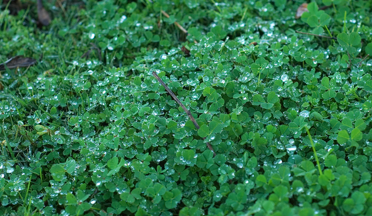 Raindrops on wet clover grass