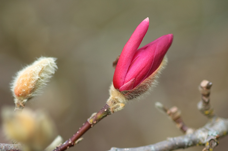 Closeup of pink magnolia buds