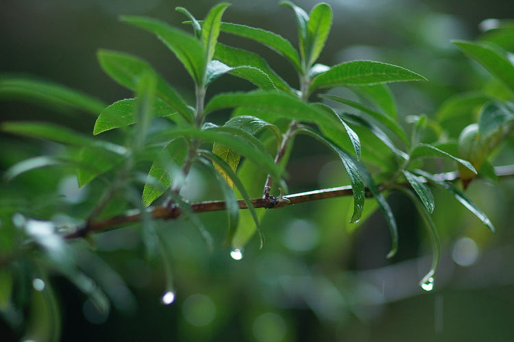 Rain drops on a Buddleia branch