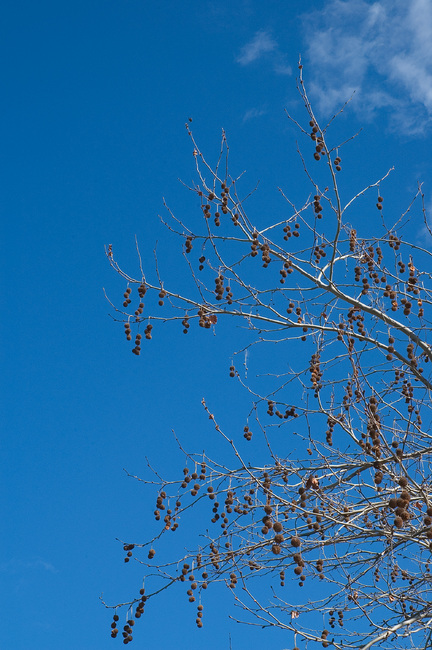 Seedpods of a Plane tree, against a blue sky