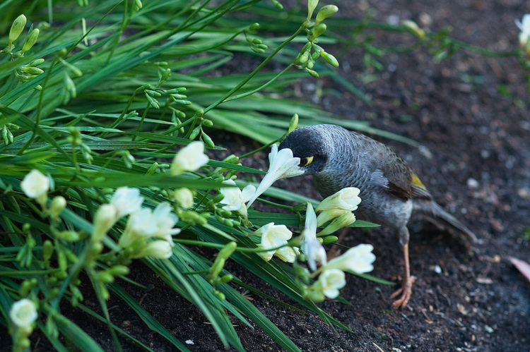 A honeyeater (bird) with its head in a flower