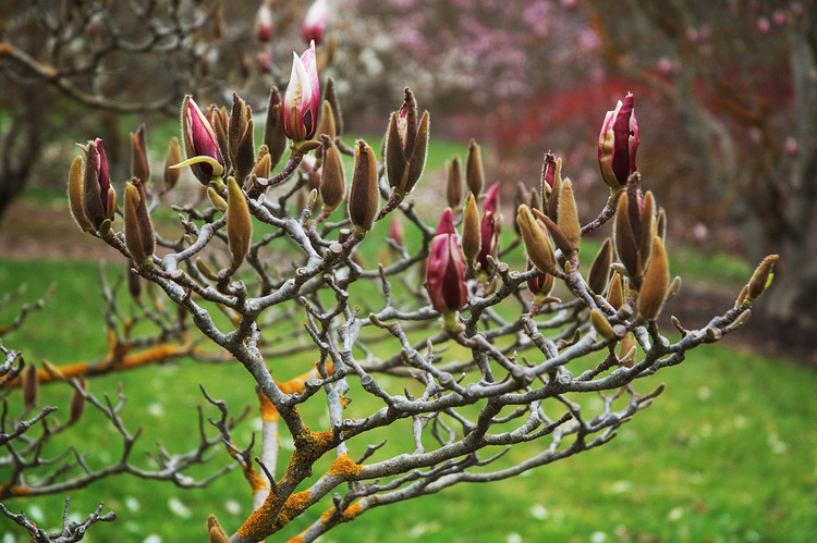 Magnolia buds, and the gnarly branches they grow on