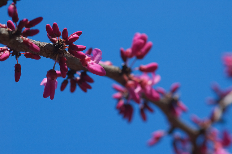 Closeup of Chinese Redbud flowers against blue sky