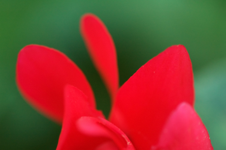 A red cyclamen flower against a green background